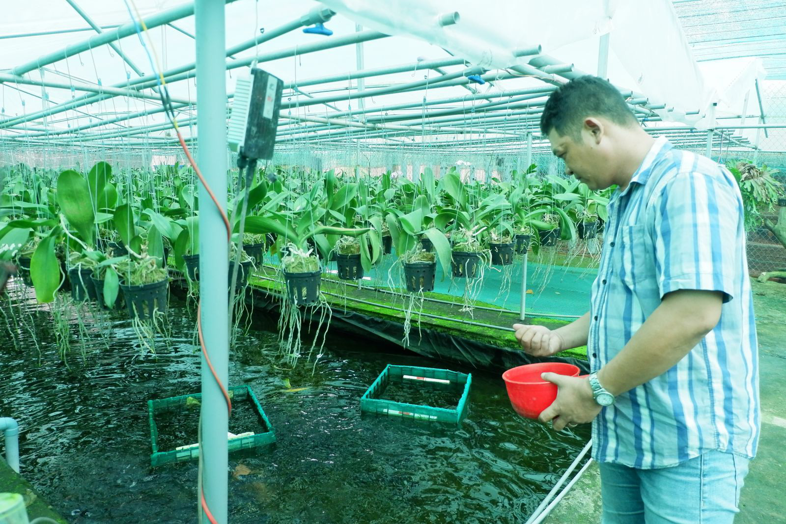 Làm nông nghiệp công nghệ cao, trên trồng phong lan rừng, dưới nuôi cá bơi tung tăng