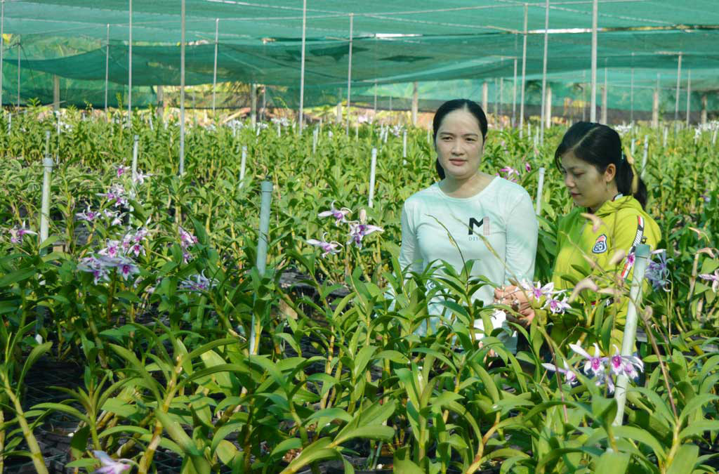 Thiếu nữ ở Long An trồng phong lan 200.000 chậu với 100 loài hoa