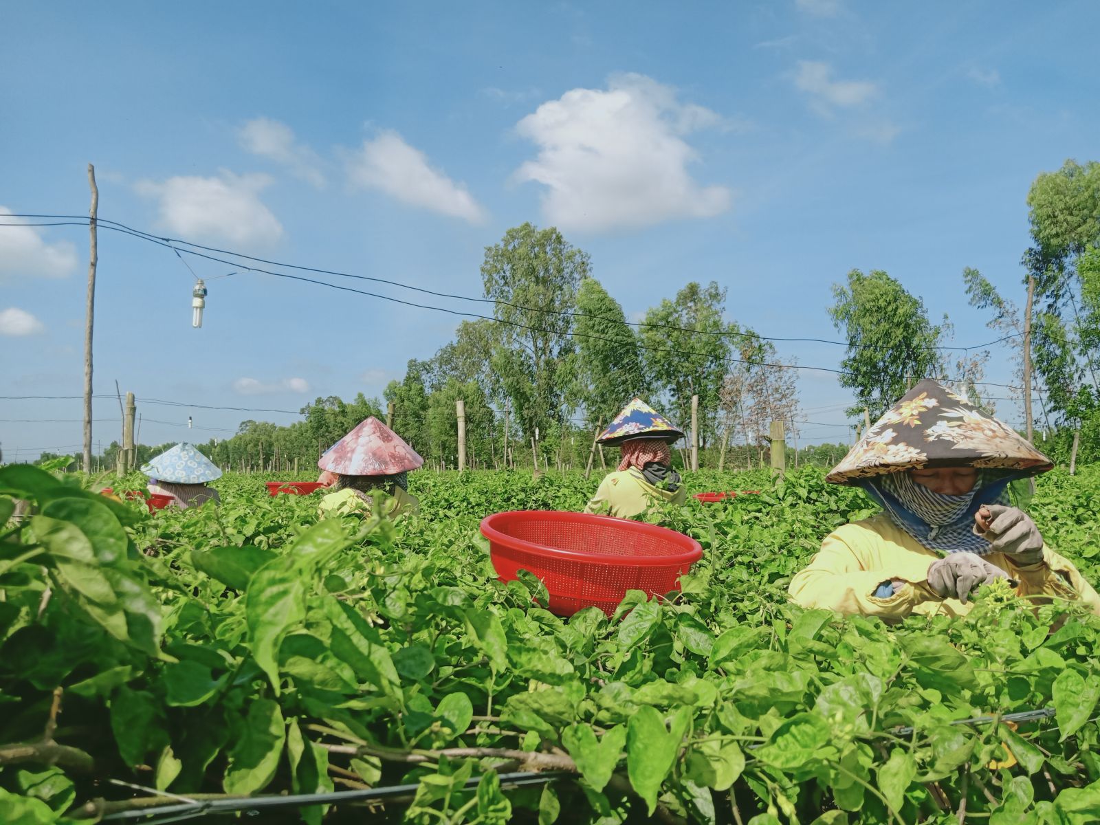Thu nhập cao từ trồng hoa thiên lý