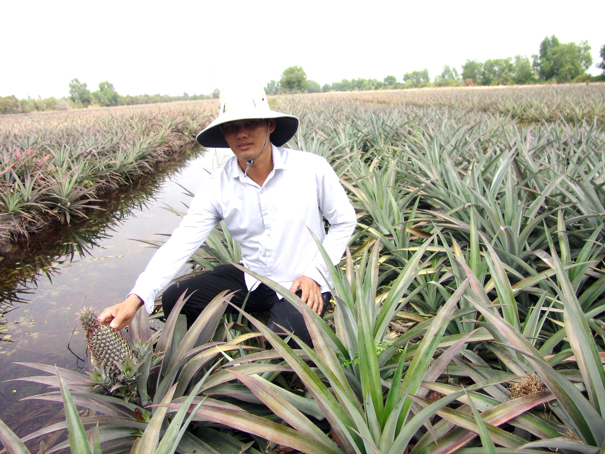 Vùng đất “xương xẩu” Đồng Tháp Mười