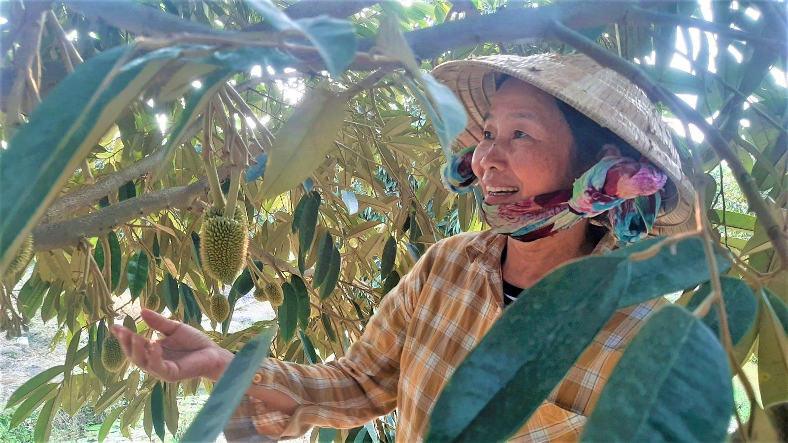 Những nông dân dám nghĩ, dám làm bước đầu mang lại những hiệu quả kinh tế cao ở Long An