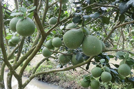 Kỹ thuật trồng bưởi