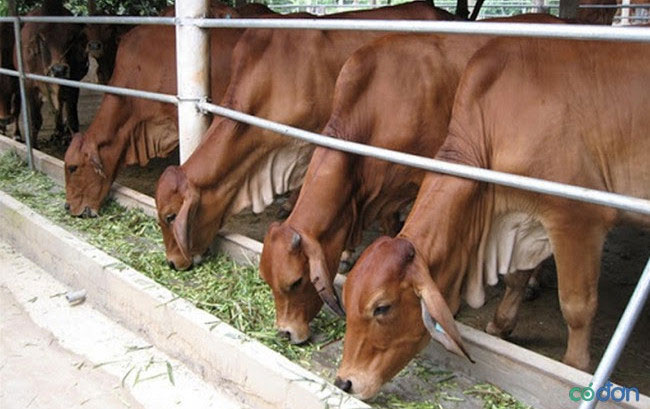 Mô hình làm giàu tại nông thôn thành công