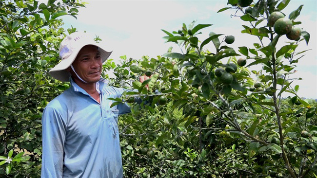 Chanh bông tím bất ngờ đại hạ giá, nhà vườn buồn thiu