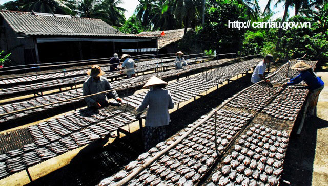 Cà Mau: Vùng đất nông dân nuôi cá đồng, kéo mẻ lưới lên cá lóc, cá trê, cá rô đồng dồn một đống - Ảnh 6.