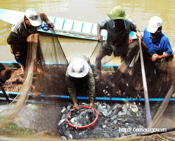 Cà Mau: Vùng đất nông dân nuôi cá đồng, kéo mẻ lưới lên cá lóc, cá trê, cá rô đồng dồn một đống - Ảnh 2.