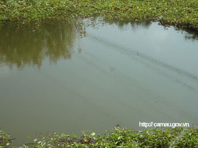 Cà Mau: Vùng đất nông dân nuôi cá đồng, kéo mẻ lưới lên cá lóc, cá trê, cá rô đồng dồn một đống - Ảnh 1.