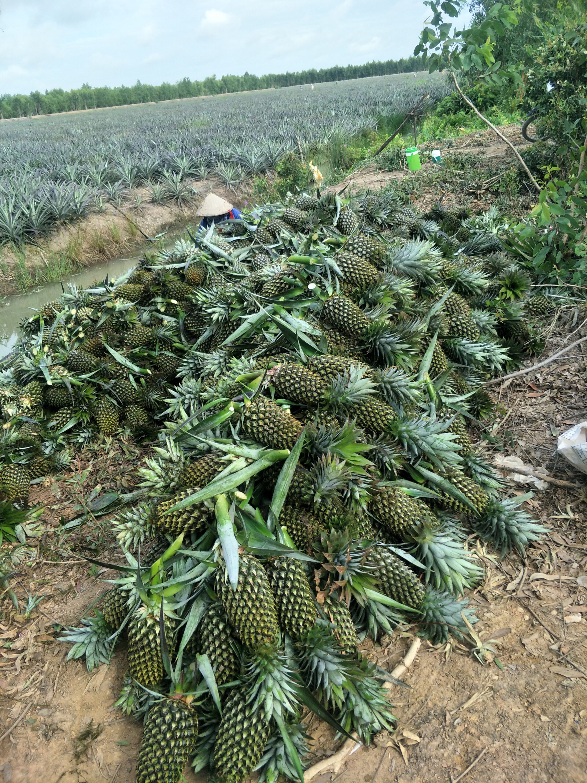 Long An: “Đụng” dịch Covid-19, giá loại trái cây “nồi đồng cối đá” giảm, nông dân lo