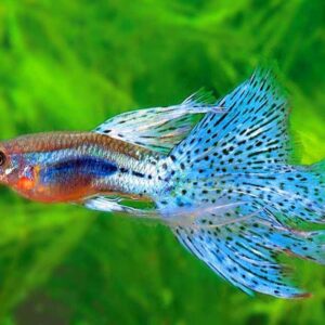 Thông tin và kỹ thuật nuôi cá bảy màu guppy