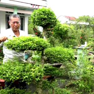 Tiền Giang: Trồng loại cây kiểng cổ mặt khỉ, u nần khắp thân này, ông nông dân có khu vườn tiền tỷ
