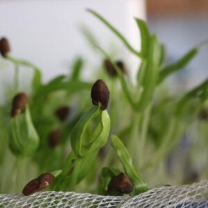Kỷ thuật trồng rau muốn mầm