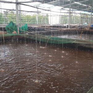 Long An: Nuôi cá đồng công nghệ cao mật độ dày đặc, cứ 1 bể bắt bán 7-8 tấn cá tươi rói