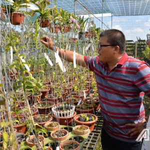 Tiền Giang: Men say từ hoa lan đột biến, 1 khúc cây lan giả hạc đột biến 5 cánh trắng Tiểu Vy giá 600 triệu