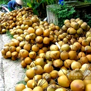 Tiền Giang: Trồng loại cây siêu lùn ra chi chít trái, cho nước thơm ngon, ông nông dân thu tiền tỷ mỗi năm