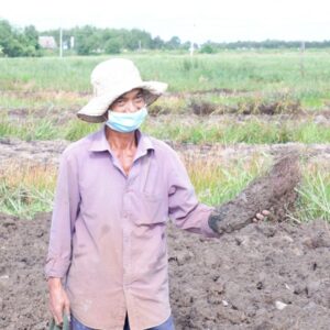 Long An: Vùng đất dân trồng thứ cây dây leo lung tung, cuốc lên toàn củ to bự, giữa mùa dịch lại bán trúng giá