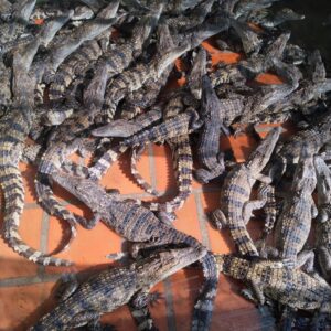 Cà Mau: Nuôi dày đặc thứ cá dữ ở bể xi măng, thiên hạ lao đao vì sao anh này vẫn “bình chân như vại”?