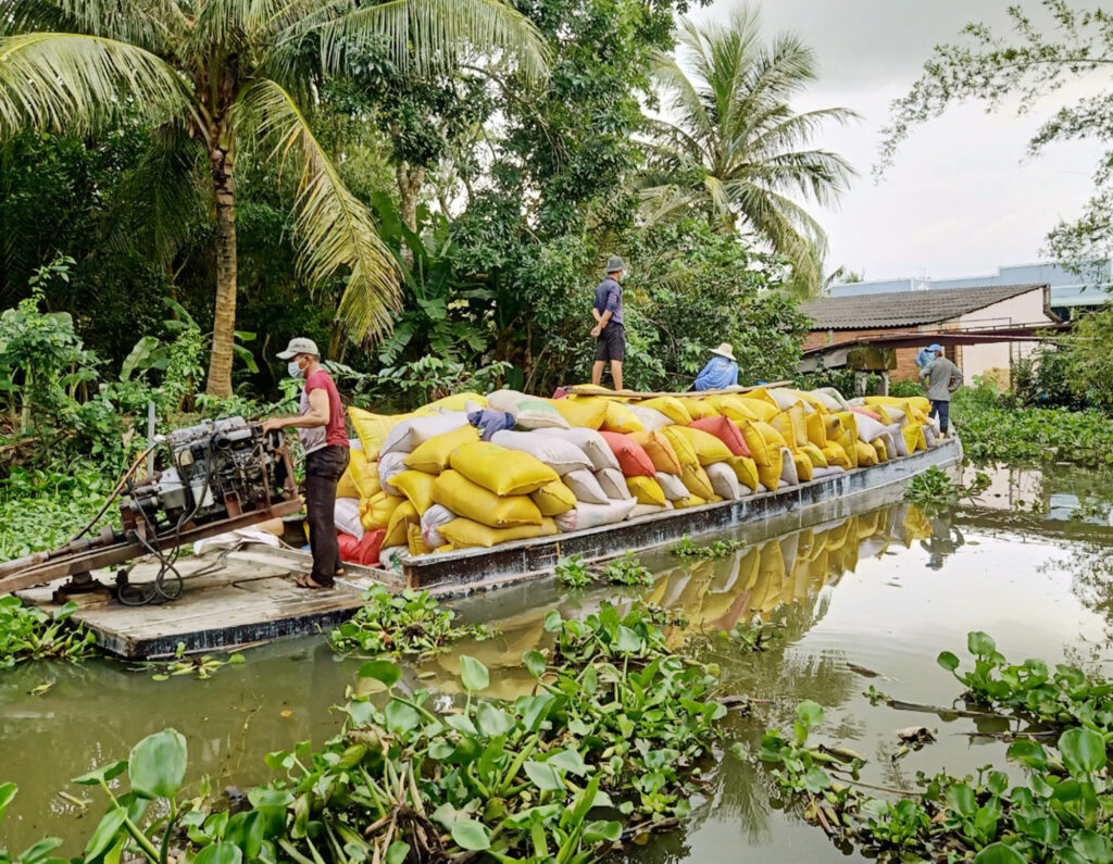 Đến kỳ thu hoạch lúa nhưng thiếu máy cắt, Bạc Liêu “cầu cứu” Hậu Giang và Sóc Trăng - Ảnh 3.