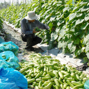 Long An: Trồng dưa leo sạch quả nào quả đấy dài ngoằng, to tướng, thu nhập tăng rõ rệt