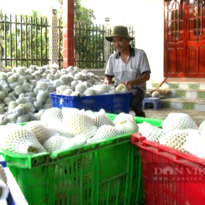 Long An: Dịch Covid-19 nguy cơ phá tan kế hoạch “cả xóm làm giàu” của lão nông trồng trái đặc sản, to khủng
