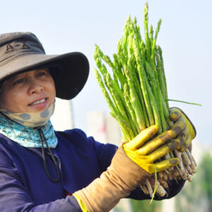 Măng tây Việt Nam sẽ được chào bán ở Úc