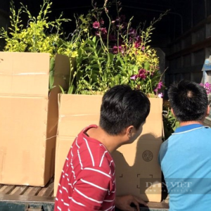Long An: Trồng những chậu hoa lan dendro siêu phẩm, anh nông dân 8X thu tiền tỷ mỗi năm