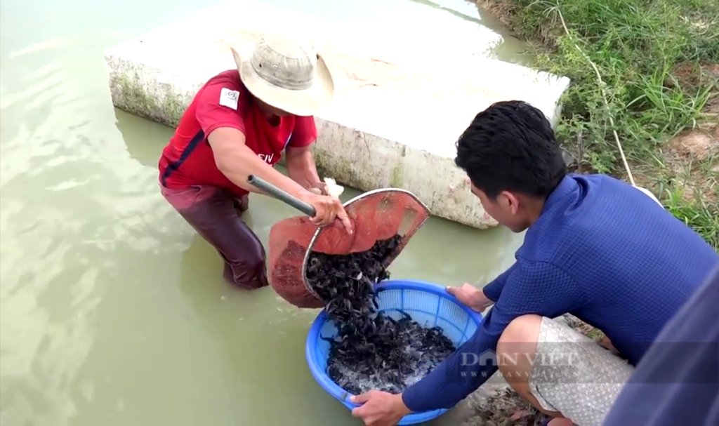 Tiền Giang: Ương cá đặc sản đuôi đỏ như son, anh nông dân “thủ phủ trái cây” thu tiền tỷ mỗi năm - Ảnh 5.