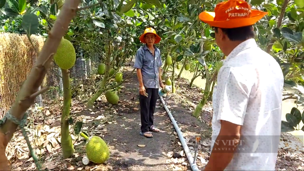 Tiền Giang: Nhờ bí quyết này, ông nông dân trồng mít Thái cho trái to đẹp, lời nửa tỷ mỗi năm - Ảnh 1.