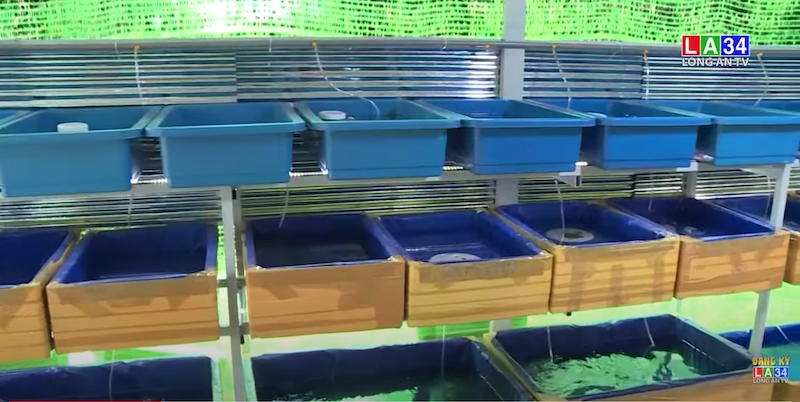 Bạn Lê Trần Minh Hiếu - thành viên CLB, với mô hình Nhân giống cá Guppy thuần chủng