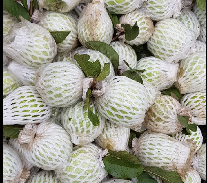 Giá ổi nữ hoàng