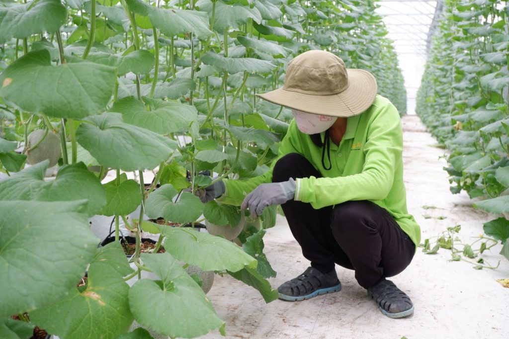 Ứng dụng công nghệ cao trong trồng dưa lưới